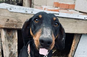 Vand catel Teckel  - imagine 2 Vand catel Teckel  - imagine 2