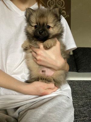 Pomeranian superb cu pedigree - imagine 3