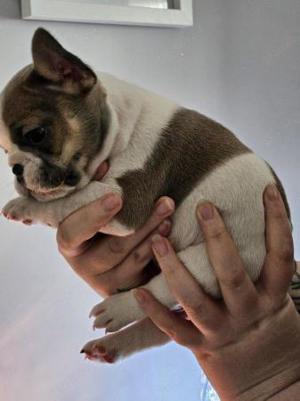 Pui de french bulldog