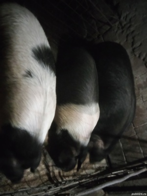 Porci bazna 