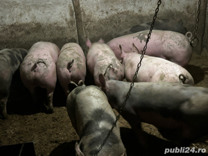 porci de vanzare 60-90kg 