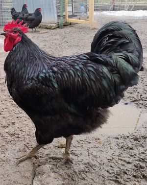 45 pui de gaina:8Plymouth RB;18La Bresse;9Jersey giant;10Sussex Portelan - imagine 5