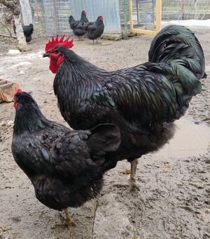 cocosei Jersey Giant -uriasul american - imagine 4