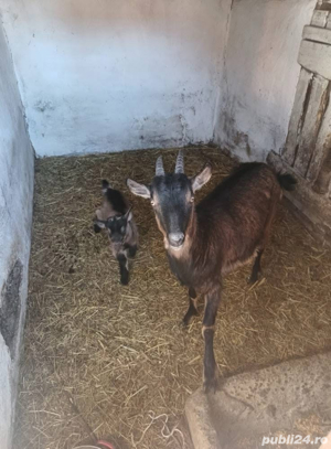 capre cu iezi de vanzare
