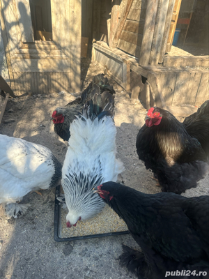 cocosi brahma