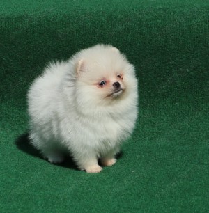 Vand catei Pomeranian alb cu pedigree FCI - imagine 2