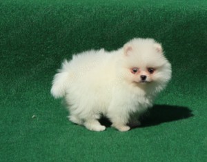 Vand catei Pomeranian alb cu pedigree FCI - imagine 3