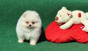 Vand catei Pomeranian alb cu pedigree FCI