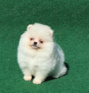 Vand catei Pomeranian alb cu pedigree FCI - imagine 4