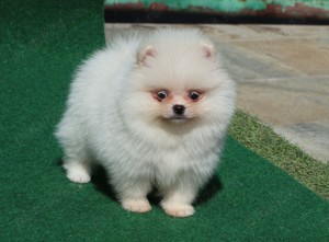 Vand catei Pomeranian alb cu pedigree FCI - imagine 5