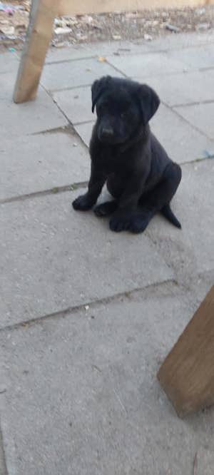 Labrador Retriever  cauta casa nouă  !