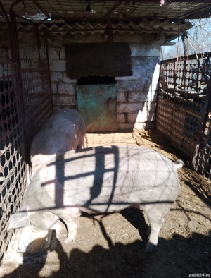 Porci de rasa Naturali