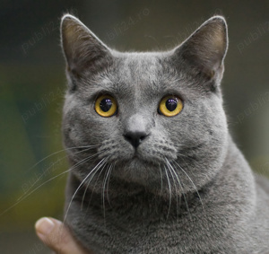 Chartreux pui disponibili imediat 