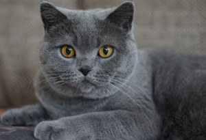 Chartreux pui disponibili imediat  - imagine 2