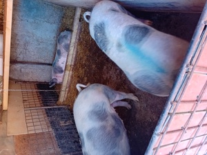 scrofite de vanzare - imagine 3