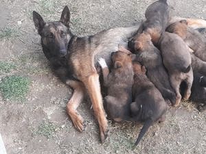 Căței Ciobănesc Belgian Malinois   3 luni, rasă pură, energici