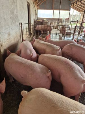 Porci asiguram transport 