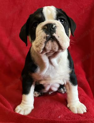 Pui bulldog buldog englez  - imagine 2