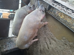 Vand porci 260 280 kg pantelimon 
