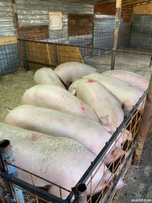 de vanzare porci de carne  - imagine 2