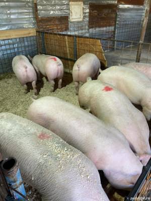 de vanzare porci de carne  - imagine 3