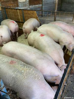 de vanzare porci de carne 