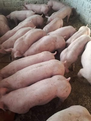 Vand porci purcei 30    150  kg