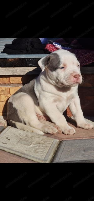 pui de amstaff de vânzare 