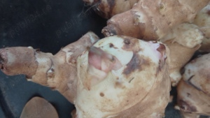 Vând topinambur alb - imagine 5