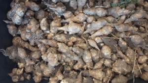 Vând topinambur alb - imagine 4