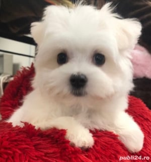 bichon maltez minii toy 