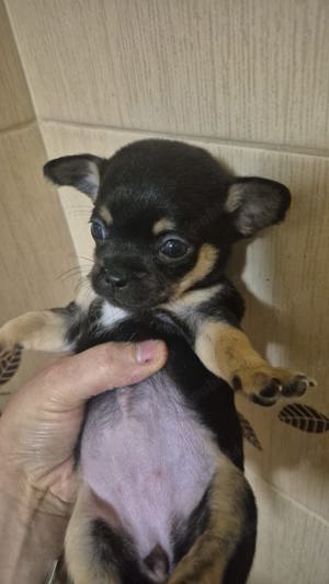 Chihuahua pui păr lung mascul. 