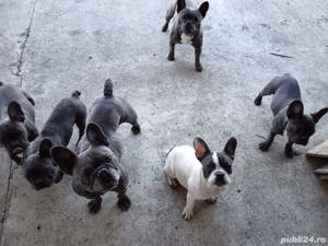 Bulldog francez de Vanzare