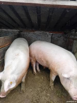 vand porci