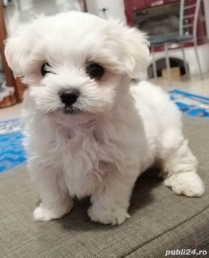 Bichon Maltez 