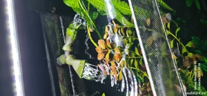 Acvariu fluval  125 litri  - imagine 2