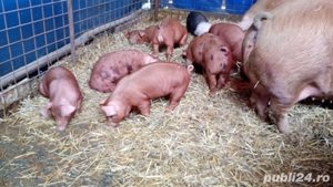 Vând purcei de carne rasa duroc și hampshire 