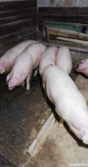 Porci pentru sacrificat!!