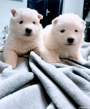 Baby Samoyed