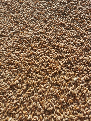 Grâu panificație recolta 2025