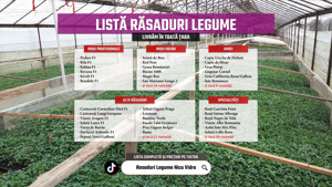 Rasad | Rasaduri legume ardei rosii castraveti vinete salata telina - imagine 3