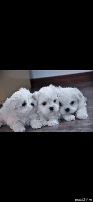Bichon maltez