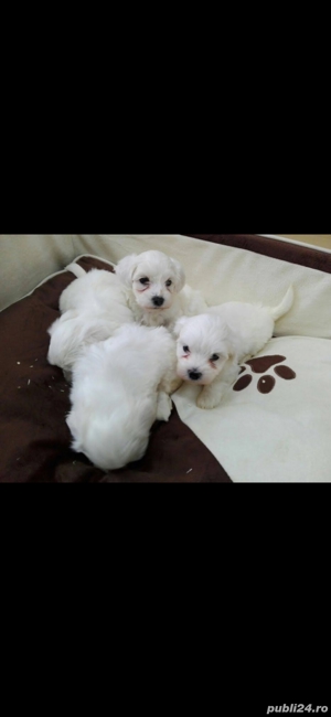 Bichon maltez
