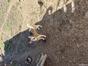 Vând Husky Siberian 