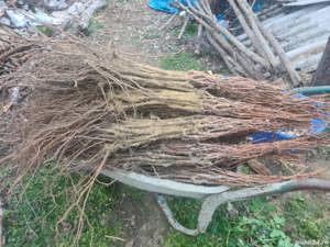 butasi de vită de vie de anul 3