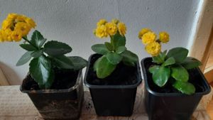 Kalanchoe galbena 