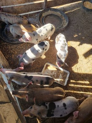 Porci de 6 săptămâni 