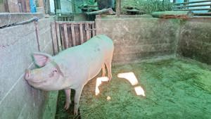 vand porc pentru sacrificta