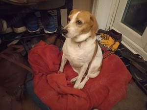 Pet Sitter Bucuresti 