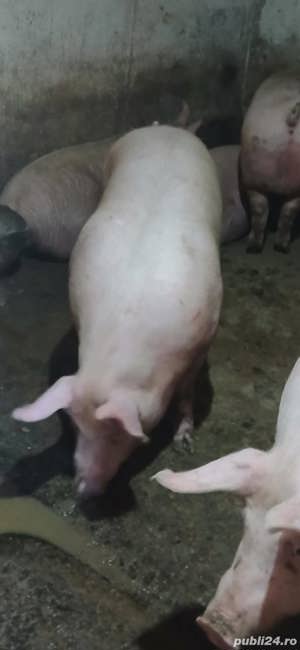 porci de vânzare 